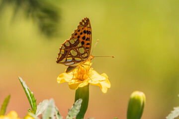 A butterfly, a queen of Spain fritillary, lat. Issoria lathonia, sitting on a yellow flower and drinks nectar with its proboscis. Butterfly collects nectar on flower.