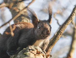 Aufmerksames Eichhörnchen im Baum