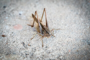 Brown grasshopper Mecopoda elongata sits on the ground