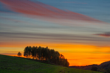 Zagajnik na tle zachodu