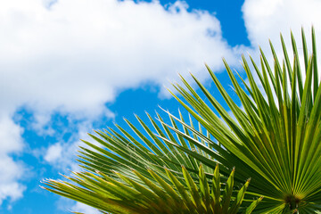 palm tree and blue sky