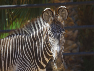zebra in zoo on a sunny day