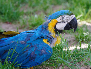 blue and yellow macaw standing in grass
