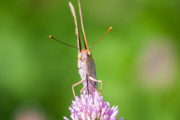 The dark green fritillary butterfly collects nectar on flower. Speyeria aglaja is a species of butterfly in the family Nymphalidae.