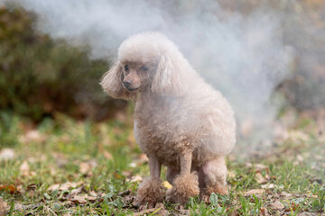beautiful dog poodle in the park in the smoke