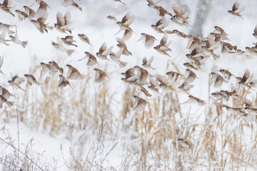 sparrows in winter fly on a snowy day