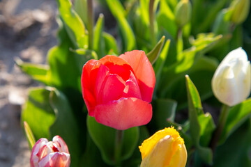 beautiful garden of tulip