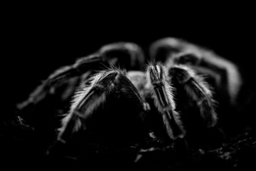 spider isolated on black