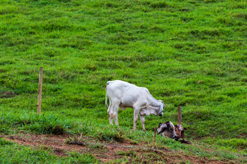 Fototapeta premium Bezerros no pasto verde próximos a uma cerca de arame.