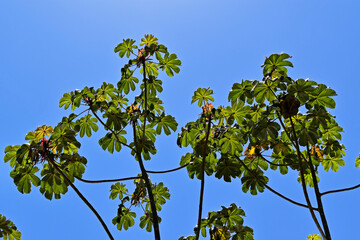 Snakewood tree (Cecropia peltata) and blue sky, Rio de Janeiro