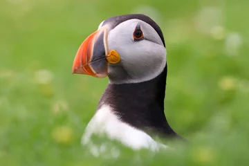 Fototapete Papageientaucher atlantic puffin or common puffin