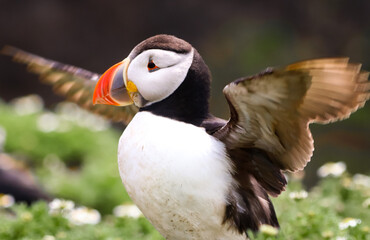 atlantic puffin or common puffin
