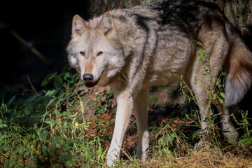 Fototapeta premium wolf in the woods