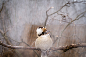 Lachender Hans - Jägerliest - Kookaburra