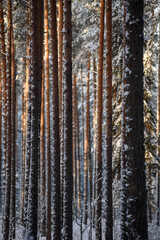 Frosty day. Snow-covered pine trunks
