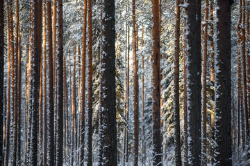 Fototapeta premium Frosty day. Snow-covered pine trunks