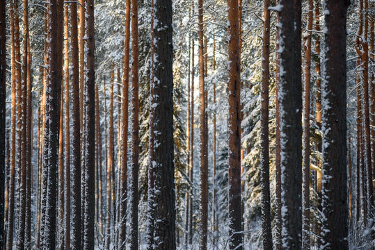 Frosty day. Snow-covered pine trunks