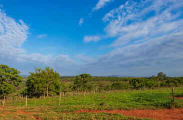 Fototapeta na wymiar Cerrado em Minas Gerais sob céu azul com nuvens brancas.