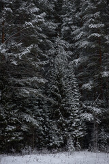 Snow covered dark forest.