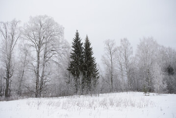 Fototapeta premium Landscape. Frosty day. Trees are covered with a frost.