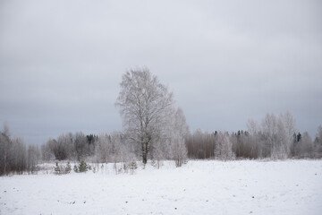 Landscape. Frosty day. Trees are covered with a frost.