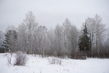 Landscape. Frosty day. Trees are covered with a frost.