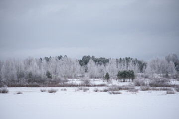 Fototapeta premium Landscape. Frosty day. Trees are covered with a frost.