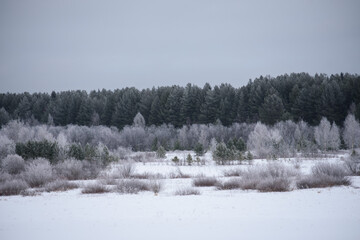 Landscape. Frosty day. Trees are covered with a frost.