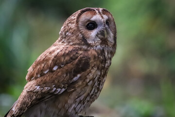 owl