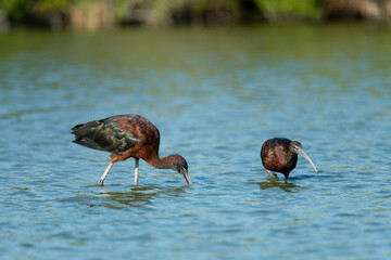 Glossy ibis looking for food in a lake