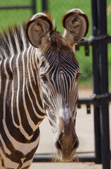 Fototapeta na wymiar zebra in the zoo up close 