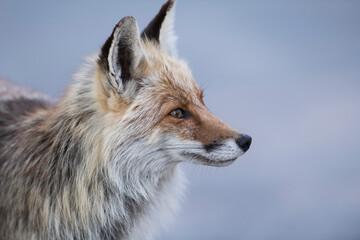 Obraz premium Renard