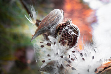 Milkweed seeds flying out in the wind, close-up macrophotography. Autumn nature background for reproduction, weed control, and gardening with space for texts and design.