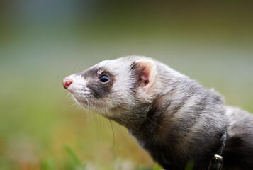 Portrait of the ferret in the summer. 
