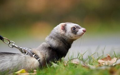 Ferret on the walk in the autumn park with the breeder. 