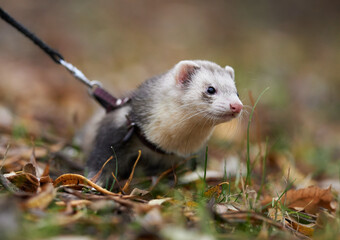 Ferret on a leash on a walk with the breeder.