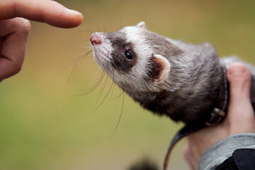 Young ferret trying to bite breeder´ ´ s  hand. Breeding ferrets. 