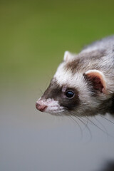Cute ferret on the green background. Vertical view. 