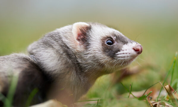 Beautiful feret outdoor portrait, green grass, detail of ferret&acute;s face profile.