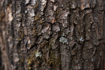 The trunk of old oak tree with bark. Close-up