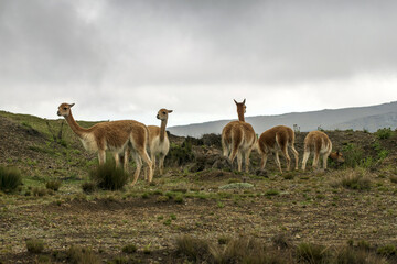 Vicuña del paramo de Ecuador, familia de vicuñas alimentándose en las faldas del  volcán Chimborazo 