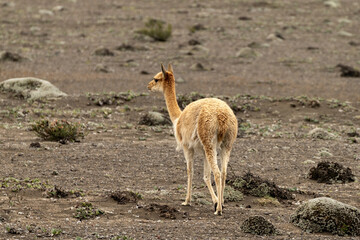 Vicuña en estado silvestre en los andes del ecuador, volcán Chimborazo 