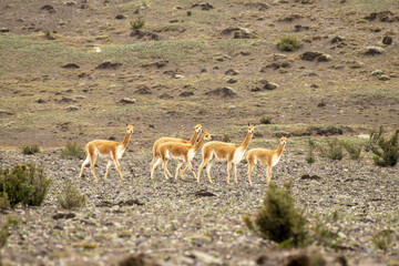 Vicuña del paramo de Ecuador, familia de vicuñas alimentándose en las faldas del  volcán...