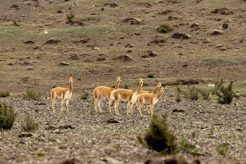Vicuña del paramo de Ecuador, familia de vicuñas alimentándose en las faldas del  volcán Chimborazo 