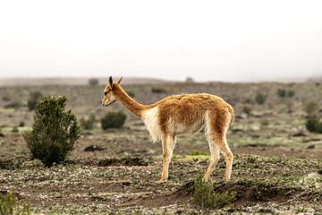 Vicu&ntilde;a en las faldas del Chimborazo,  ani&ntilde;an completamente silvestre 