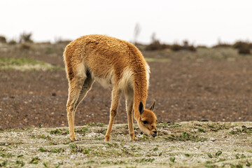 Vicuña en las faldas del Chimborazo,  aniñan completamente silvestre 