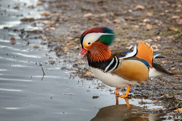 Close up of exotic Mandarin Duck standing at waters edge