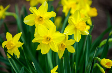 Flower bed with yellow daffodil flowers blooming in the spring