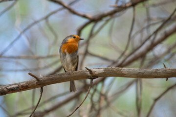 robin on branch