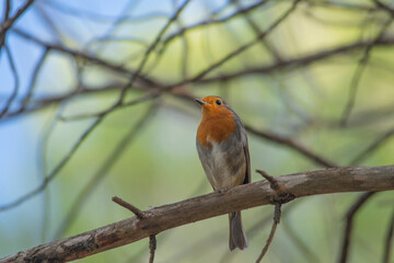 robin on a branch